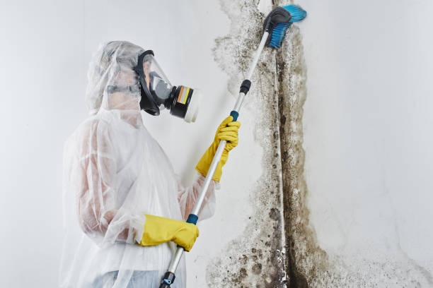 Mold Removal and Inspection in Caledonia, MN