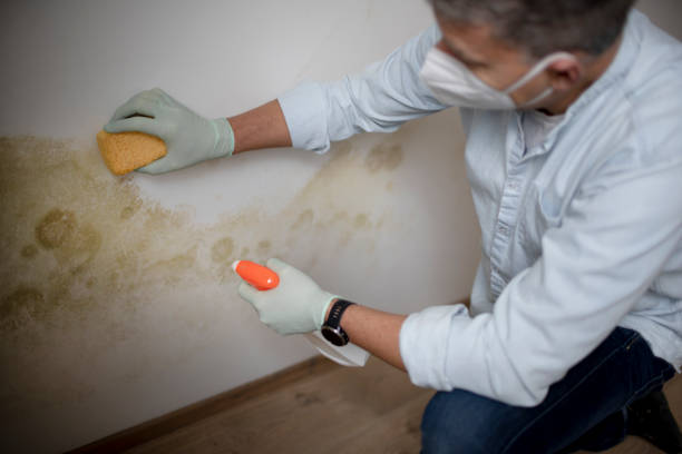 Best Fast Mold Removal  in Caledonia, MN