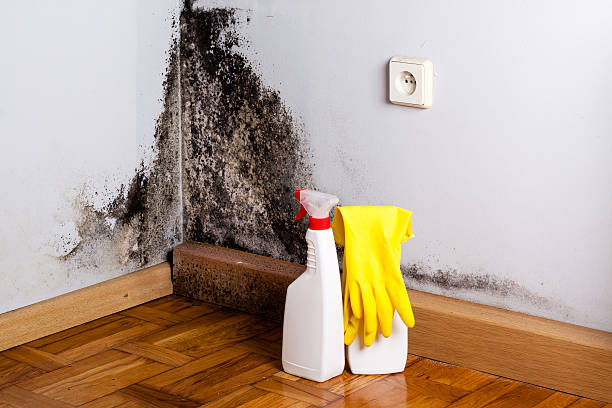 Best Crawl Space Mold Removal  in Caledonia, MN