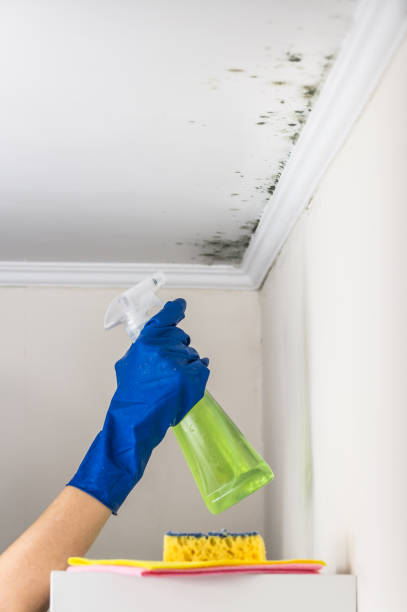 Best Mold Remediation  in Caledonia, MN