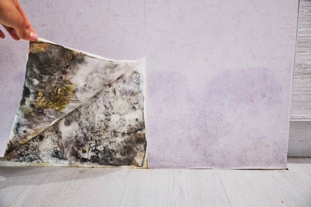 Best Professional Mold Removal  in Caledonia, MN